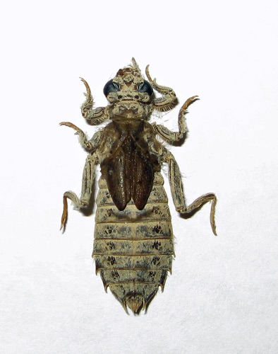 Larva/nymph
2010_11_13_Gordon